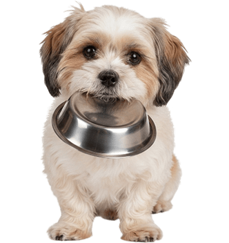 خرید ملزومات سگ