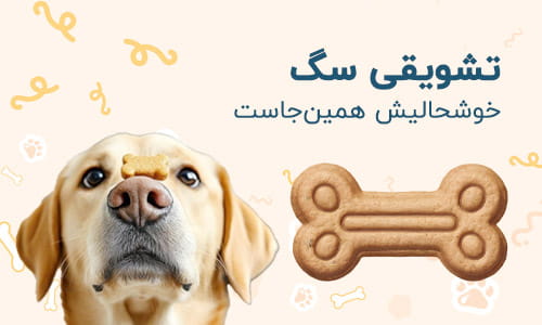 A friendly street dog with fluffy fur resting on an urban sidewalk.